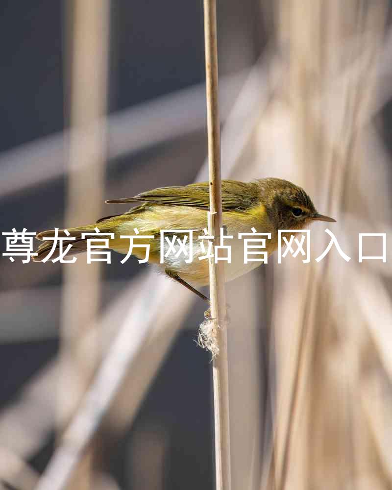 尊龙官方网站官网入口